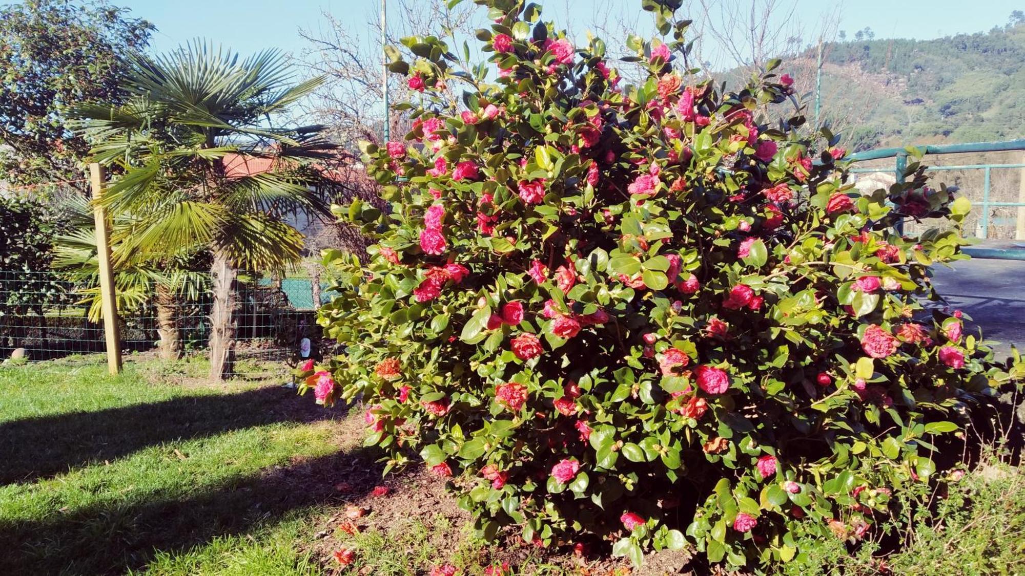 Villa Casa Iriana - Parking Gratis I Jardin I Barbacoa Ourense Esterno foto